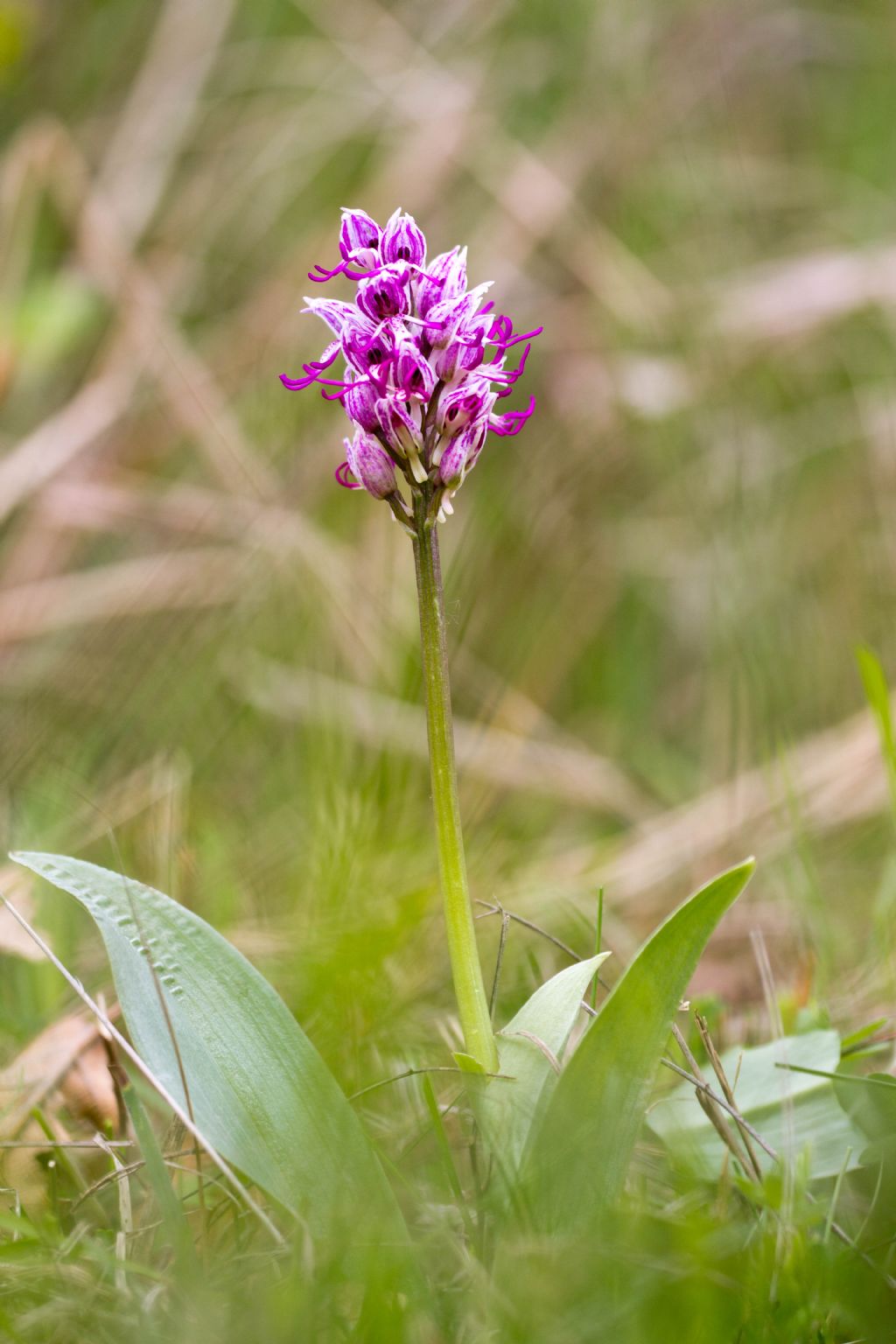 Orchis simia